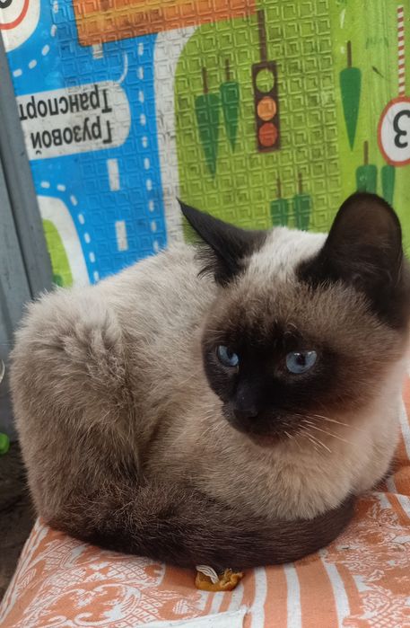 Отдам котика в добрые руки