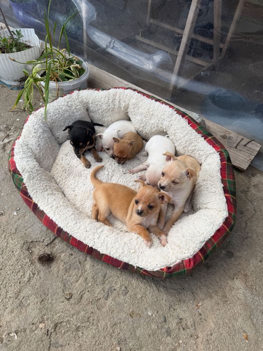 Чихупинчери пинчер