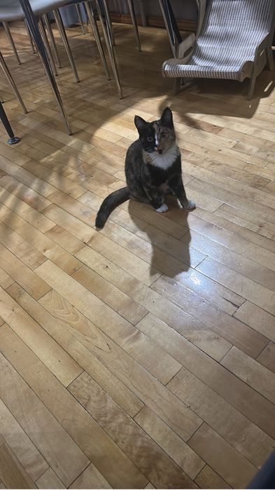 Отдам кошку . Кошечку .