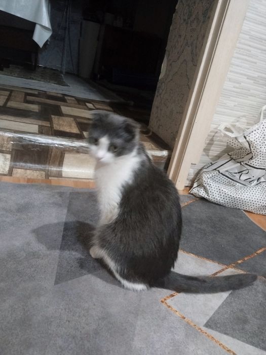 Кошка молодая красивая