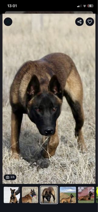 Щенки бельгийской овчарки малинуа из