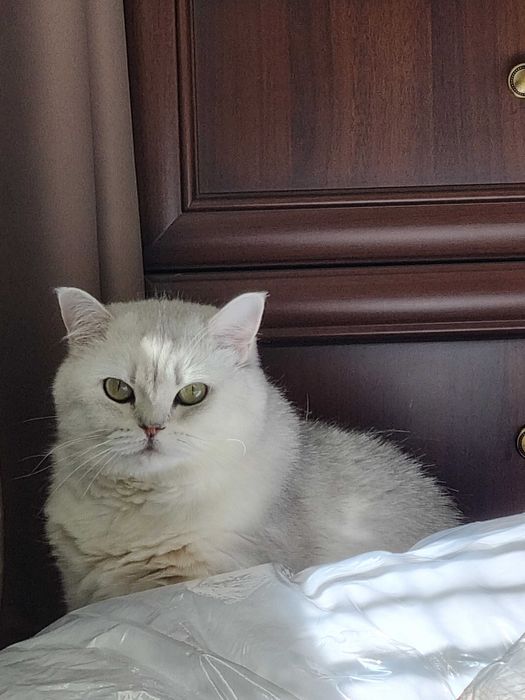 Британская шиншилла, кошка