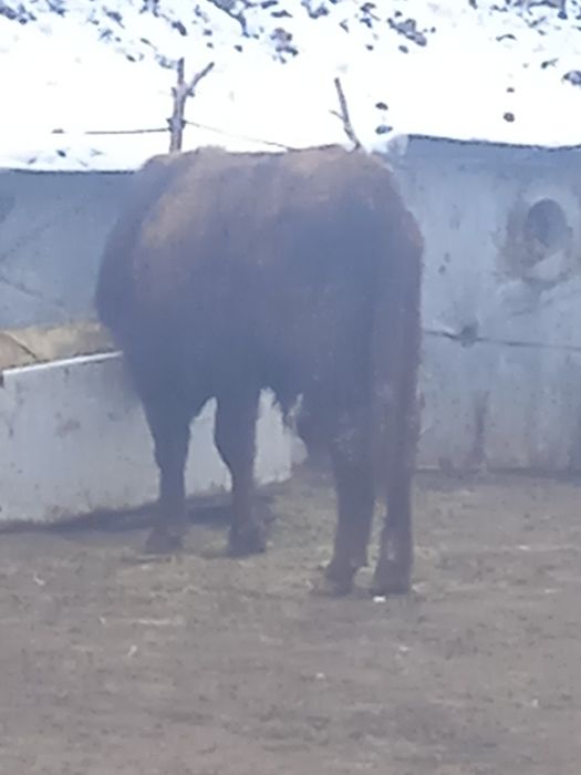 Сиыр бұқа корова сатылады