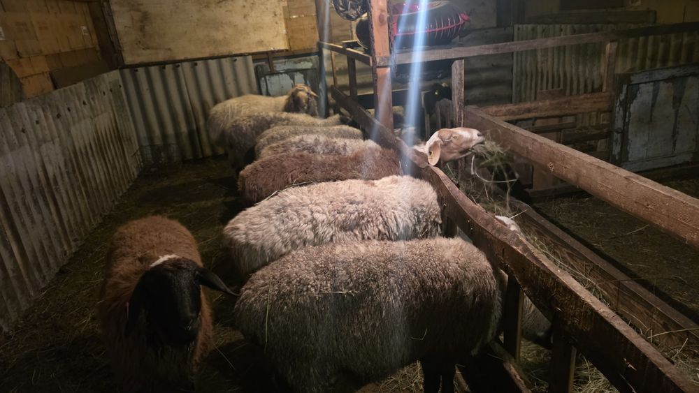 Кошкар, бараны,  овцы