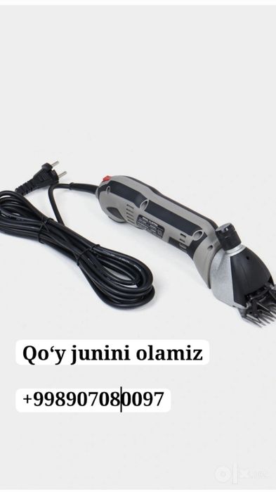 Qoʻy junini olamiz