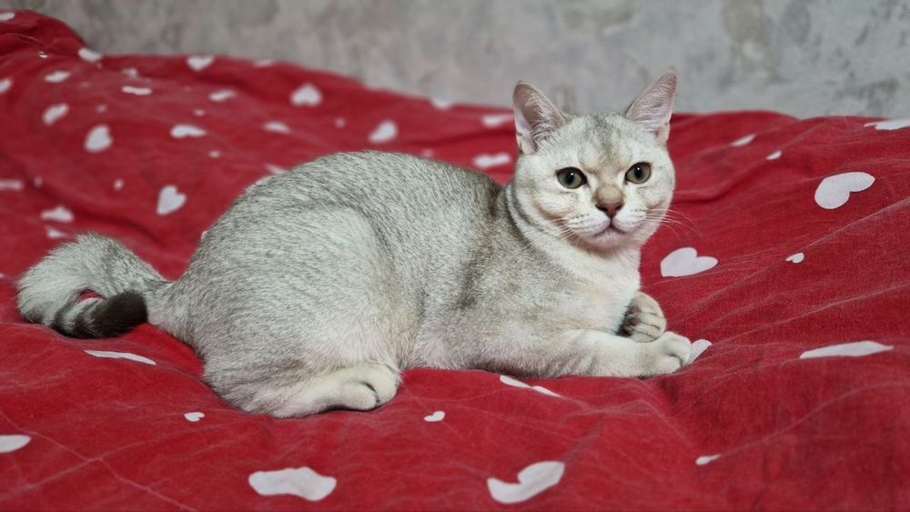 Отдам кота в хорошие руки - бесплатно.