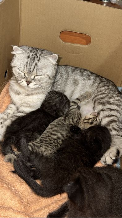 Продается кошка! Ищем добродушных людей!