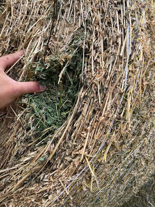 Vând baloți lucernă/lucernă fan