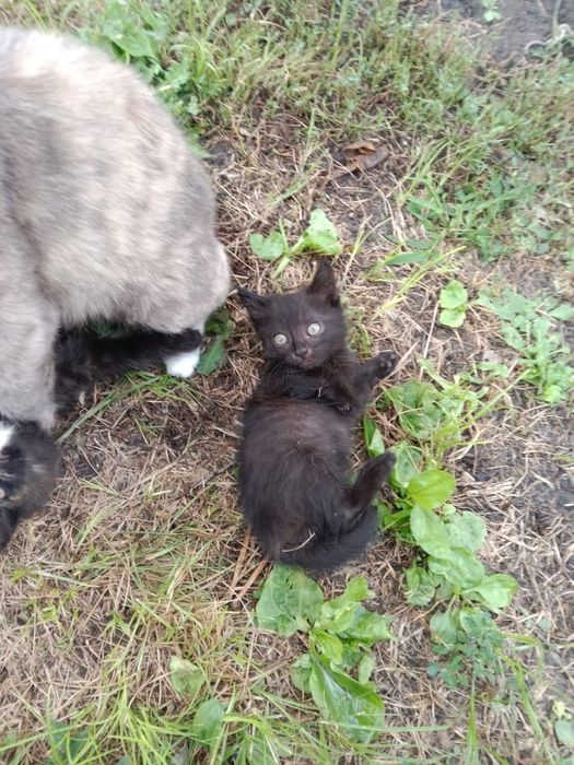 Отдадим котят в добрые руки