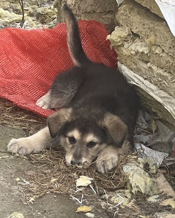 Отдам Щенков в Добрые руки