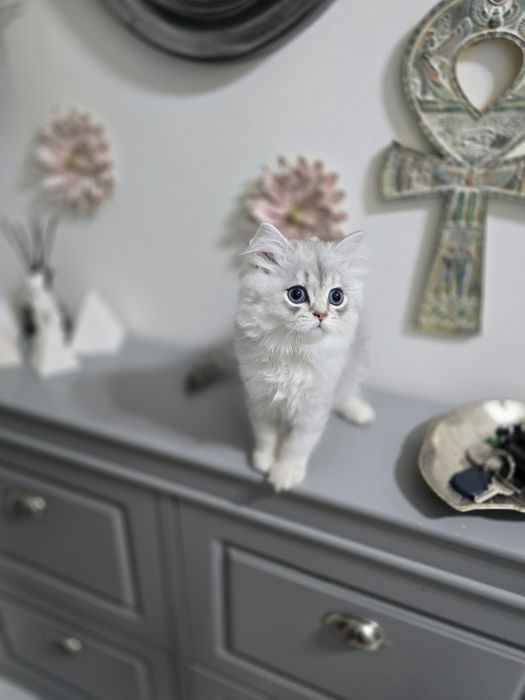 Pui pisică british longhair