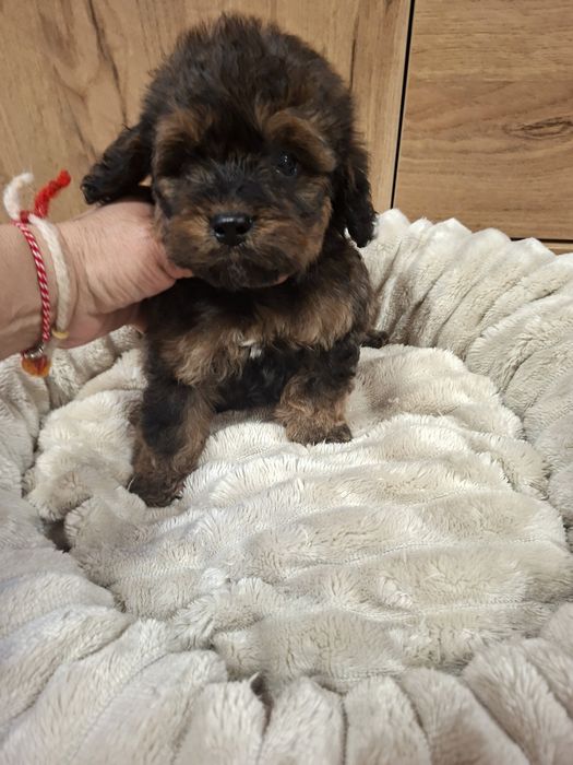 Cavapoo  / Ми ни