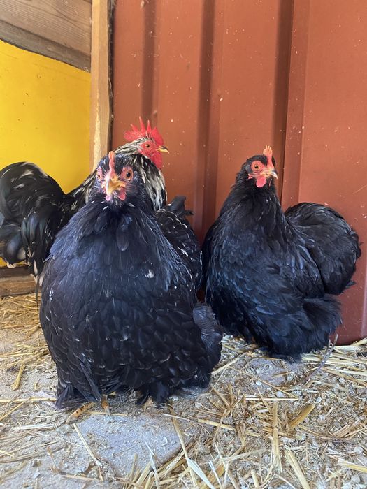 Familie cochin pitic negru bobat 1+2