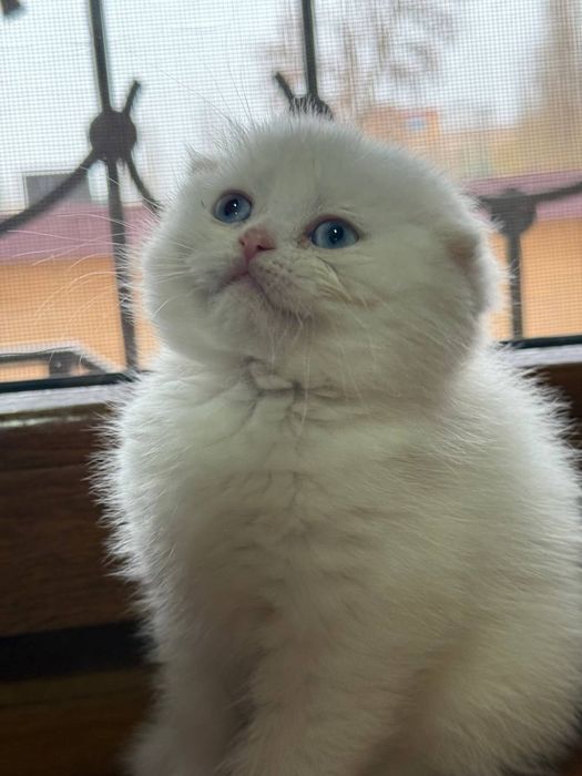 Котята скотиш фолд