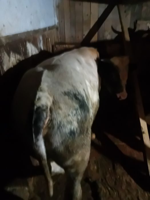 Taur albastru belgian de vanzare 450 kg