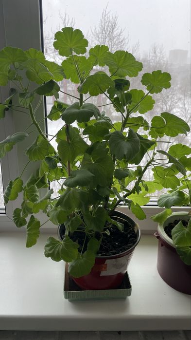 Отдам  бесплатно герань.