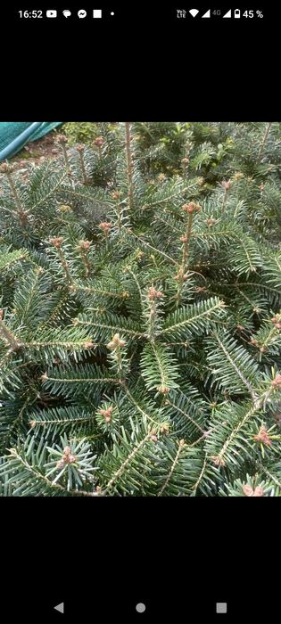 puieți forestieri pentru ampadurire pentru terenurile degradate