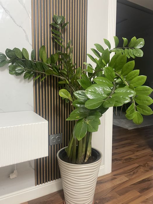 Замиокулькос продам