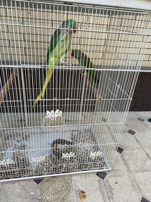 Продается пара Александрийских попугаев