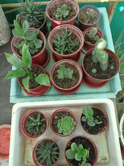 Домашние цветы из дома