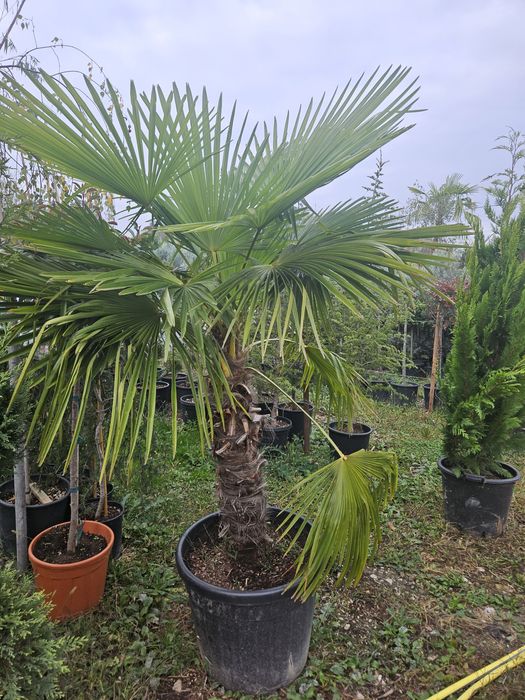 Palmieri tranhicarpus plante