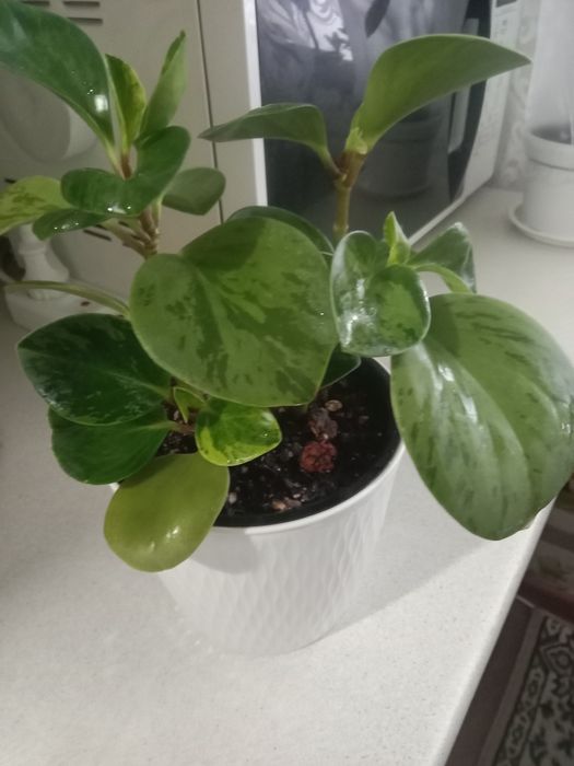 Пеперомия вариегатная продам