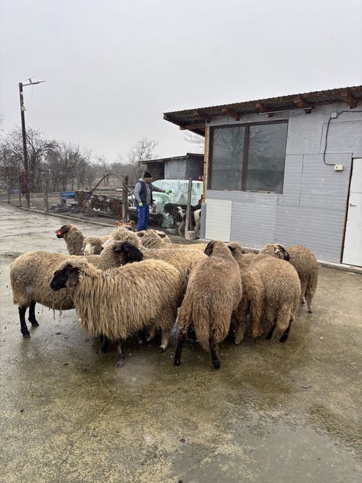 Oi gestante de vanzare