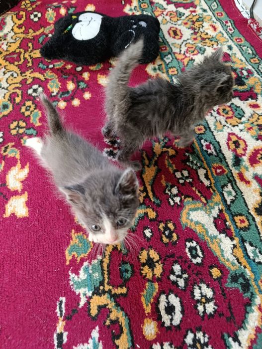 Мушуклар бор бесплатно берамиз