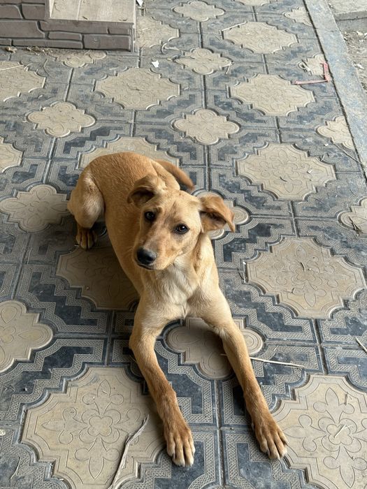 Девочка 6 месяцев