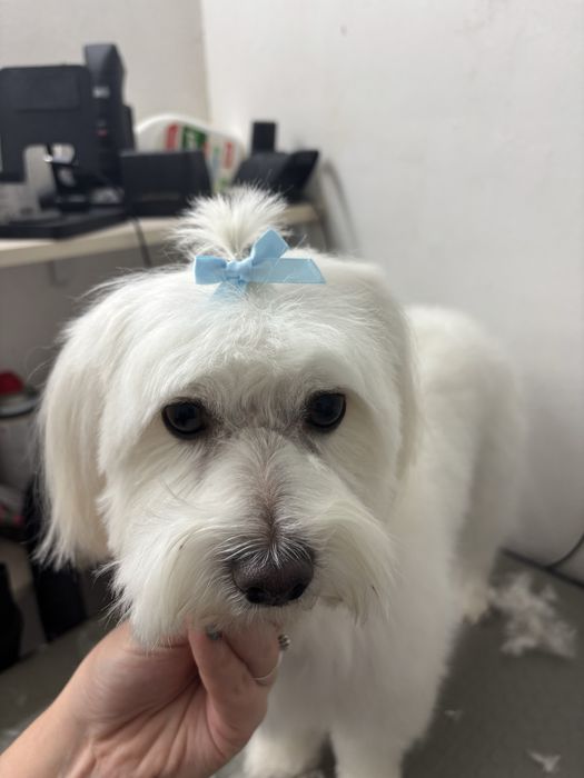 coafura canina Dog Barber