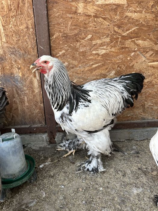 Disponibili cocosi brahma herminat deschis