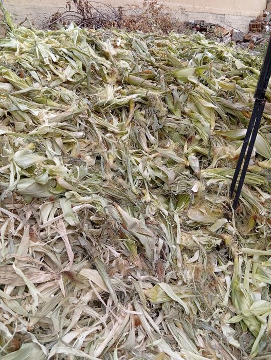 Tekin!!! Joxori pochogi tekin kinga kerak bolsa olib ketilar