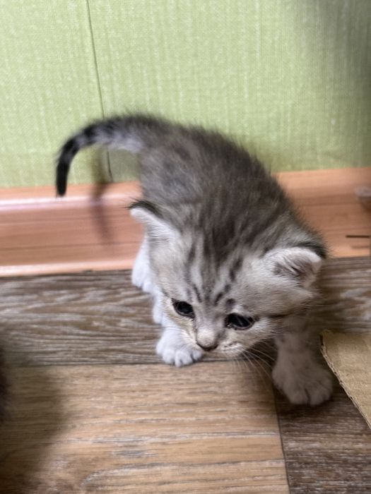 Котята  скотиш страйт