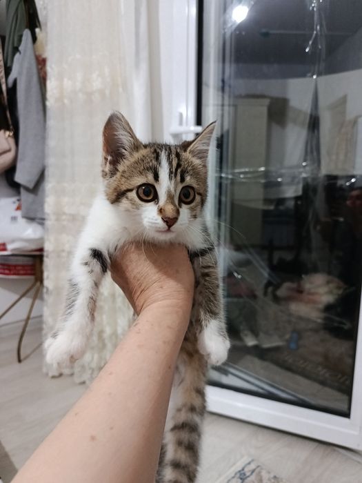 Котёнок а самые добрые руки