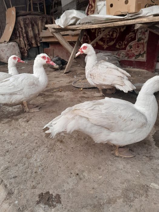 Мясо индоутки продаются