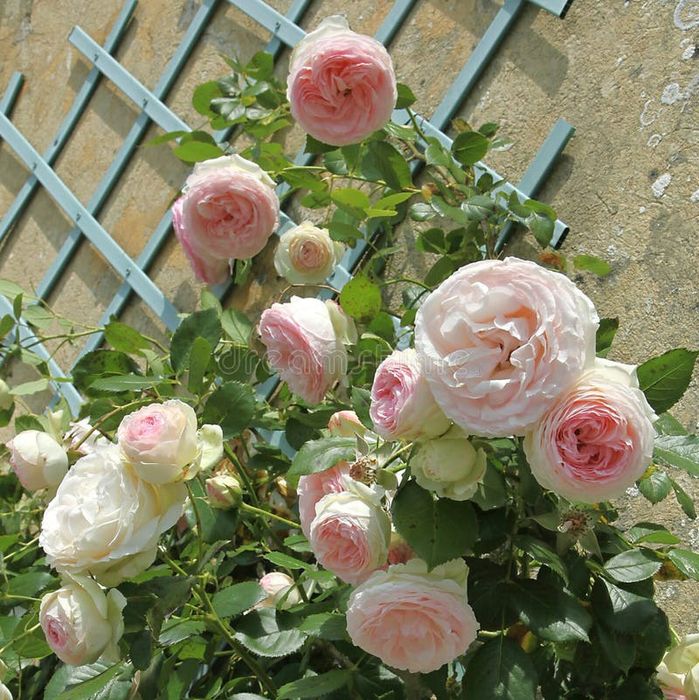 Trandafir Catarator piramidal  Il nome della Rosa ( ghiveci Toscana