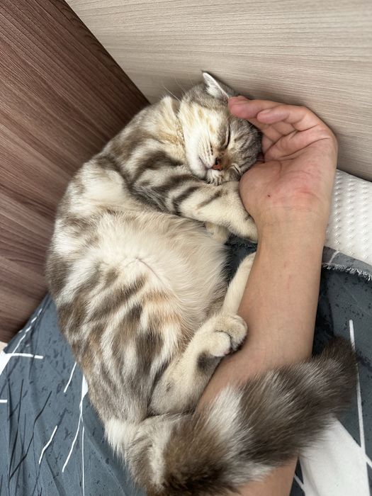 Ищем новый дом кошке