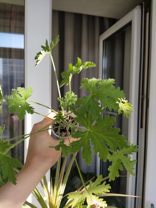 Душистая пеларгония