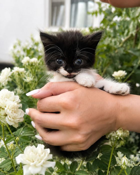 Отдам котика в хорошие руки