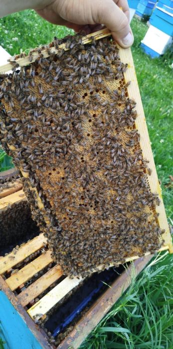 Продавам Пчелни майки 2026