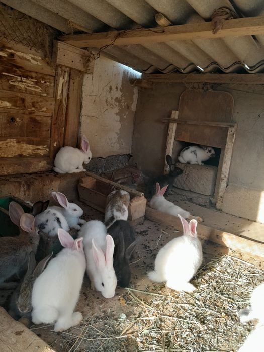 Кролики. Көжектер