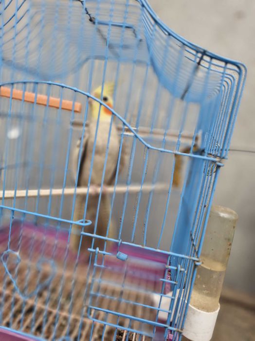 Papagali nimfe de vanzare.