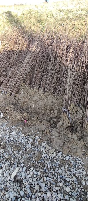 Puieți salcâm frasin tei fag carpen stejar mesteacăn plop brad molid