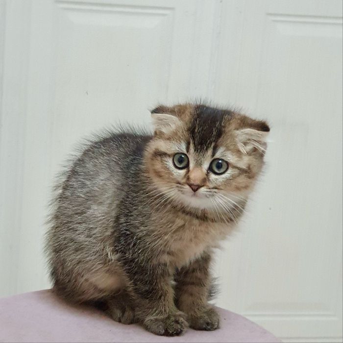 Кошка и котенкаа