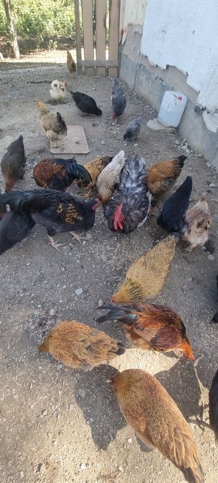 Куры разных пород, продаю связи переездом.