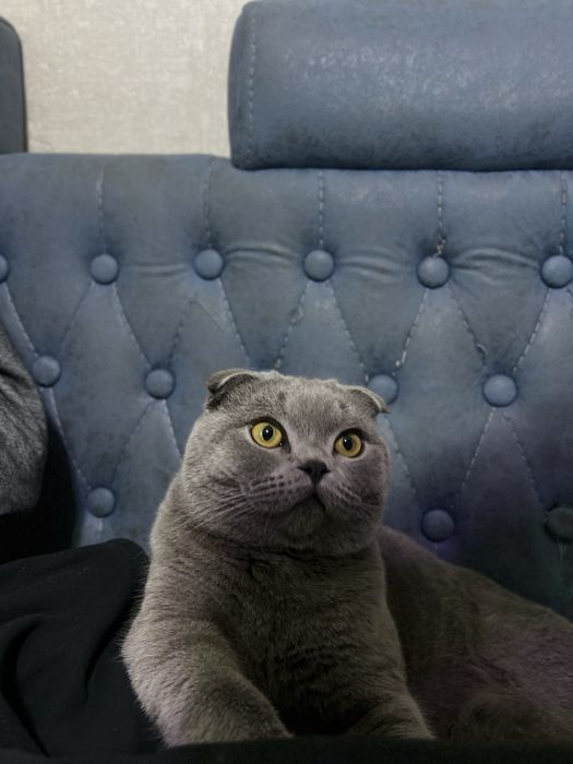 приглашайем кошечек к вязке