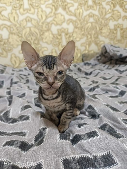 Очаровательные  котята канадского сфинкса