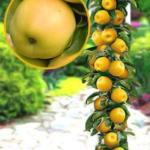 Pomi columnari în anul 4 SUPERBI