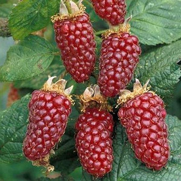 Tayberry (Ejemalina) ko'chatlari