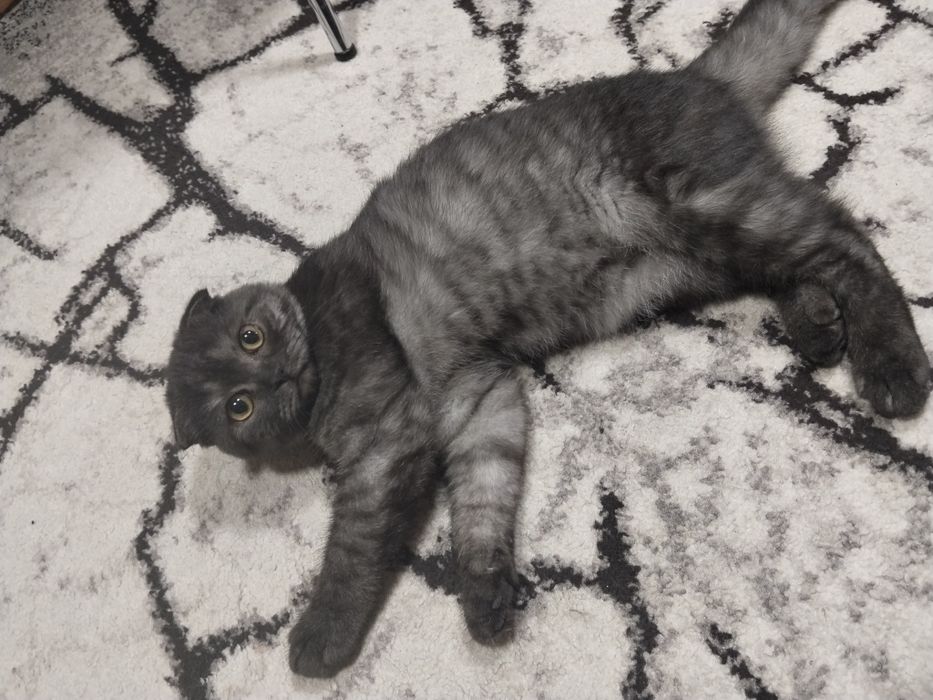 Pisoias Scottish fold